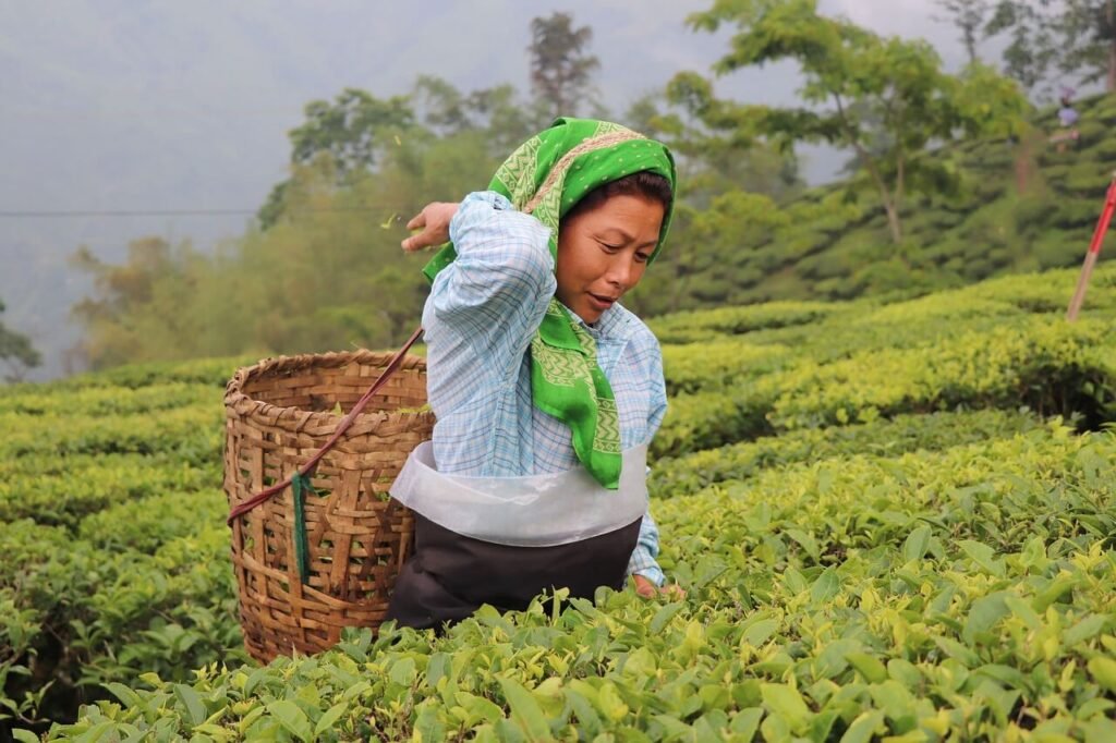 tea garden darjeeling