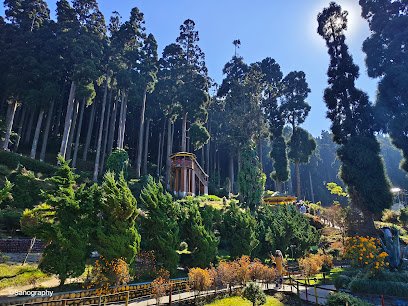 pine trees in lamahata, tukdah
